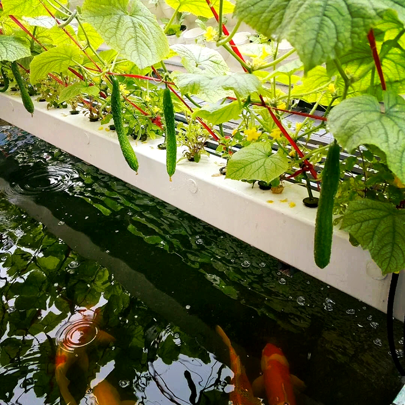 毕节市种植槽鱼菜共生 - 价格