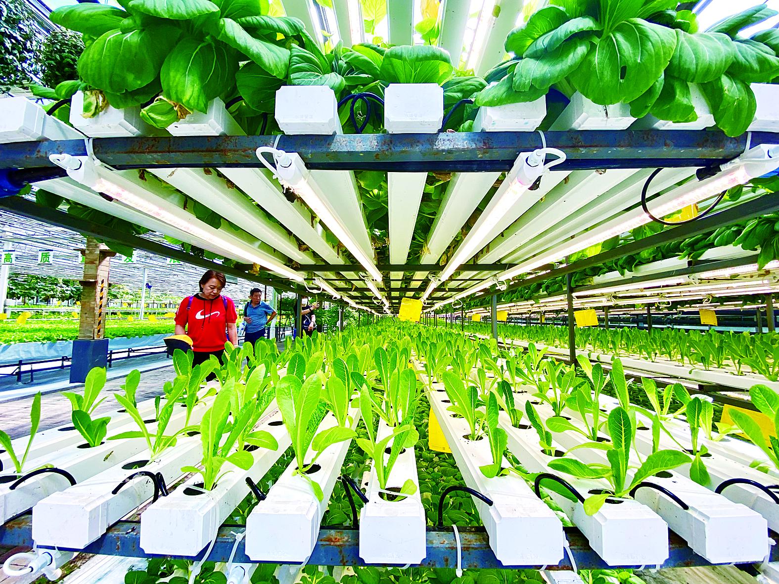 毕节市苗床植物工厂 - 厂家